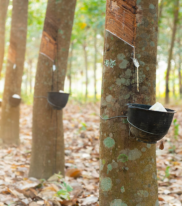 Gỗ ghép cao su được ứng dụng nhiều trong cuộc sống